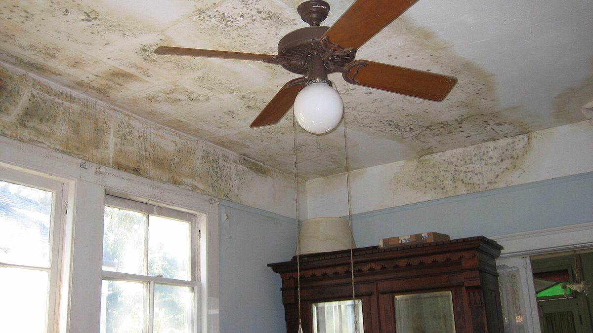 Ceiling water stains and mold spreading across a bedroom ceiling and corner after a water leak in a home